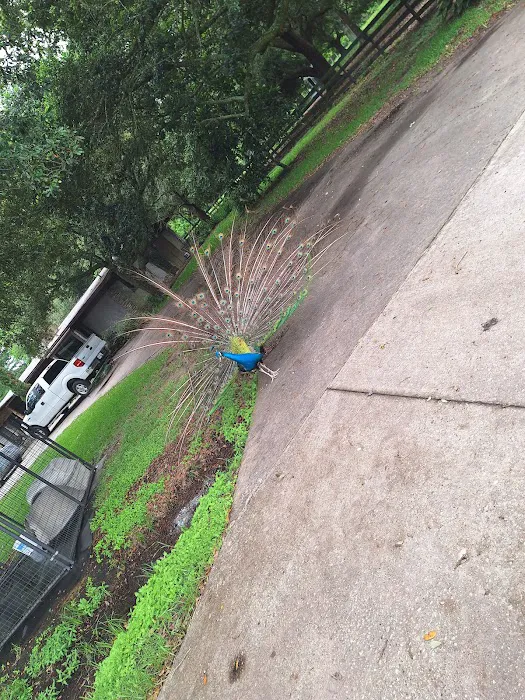 Falconwood Equestrian Falconwood Vet Picture 6