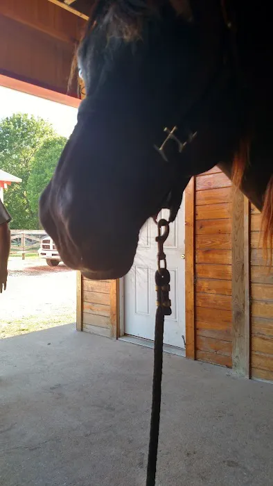 Equine Medicine & Surgery Picture 1