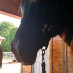 Equine Medicine & Surgery