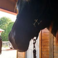 Equine Medicine & Surgery ico