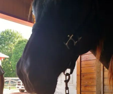 Equine Medicine & Surgery