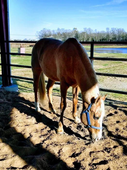 Equine Medicine & Surgery Picture 2