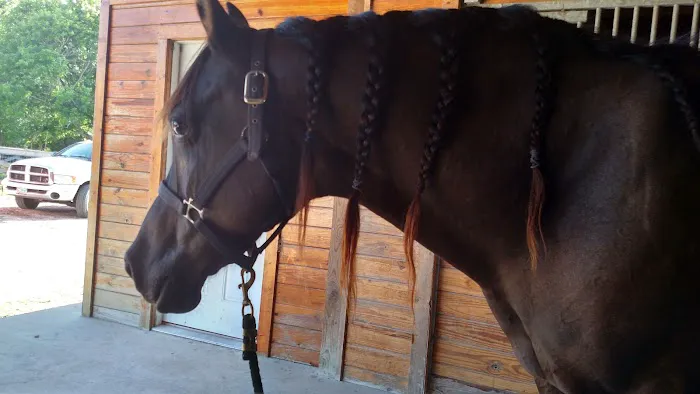 Equine Medicine & Surgery Picture 3