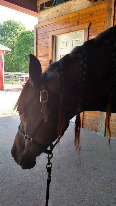 Equine Medicine & Surgery Picture 4