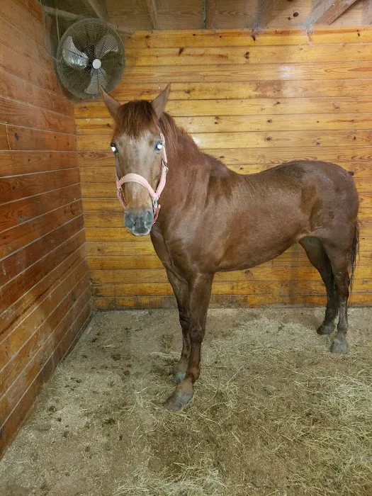 Equine Medicine & Surgery Picture 8