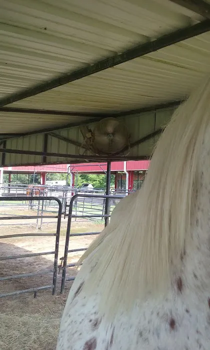 Equine Medicine & Surgery Picture 5