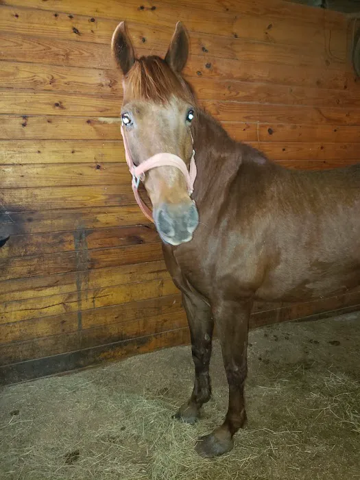 Equine Medicine & Surgery Picture 6