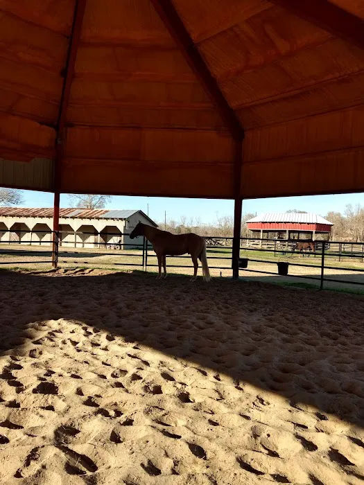 Equine Medicine & Surgery Picture 7