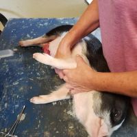 Riceland Veterinary Clinic ico