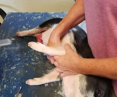 Riceland Veterinary Clinic