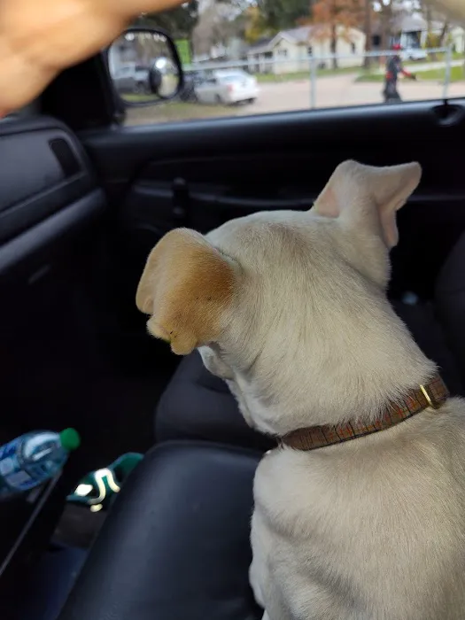 Riceland Veterinary Clinic Picture 4