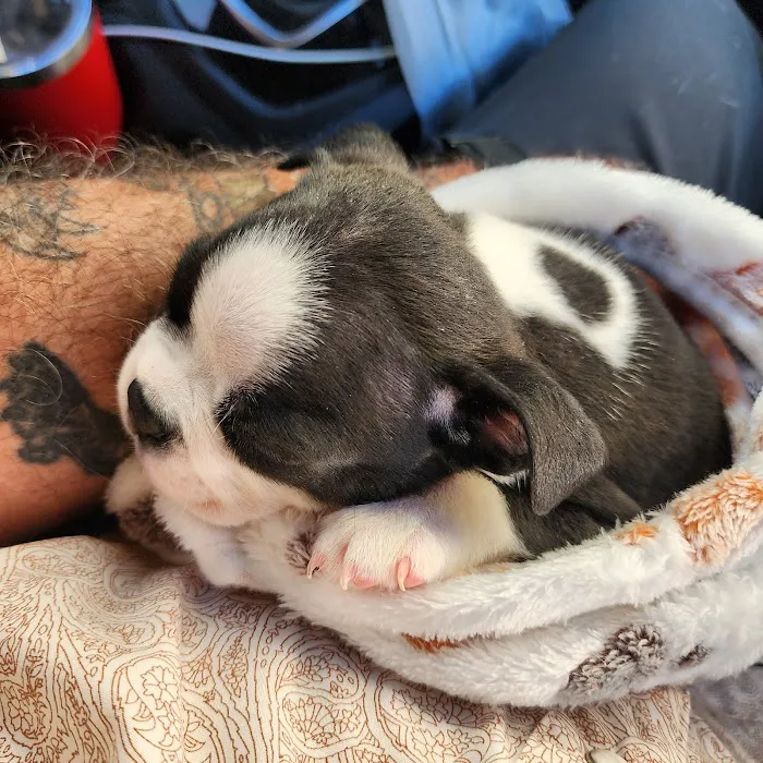 Riceland Veterinary Clinic Picture 7