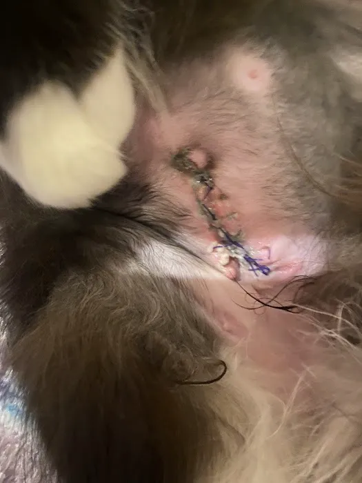 Riceland Veterinary Clinic Picture 6