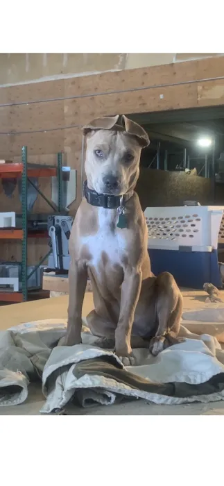 Riceland Veterinary Clinic Picture 9