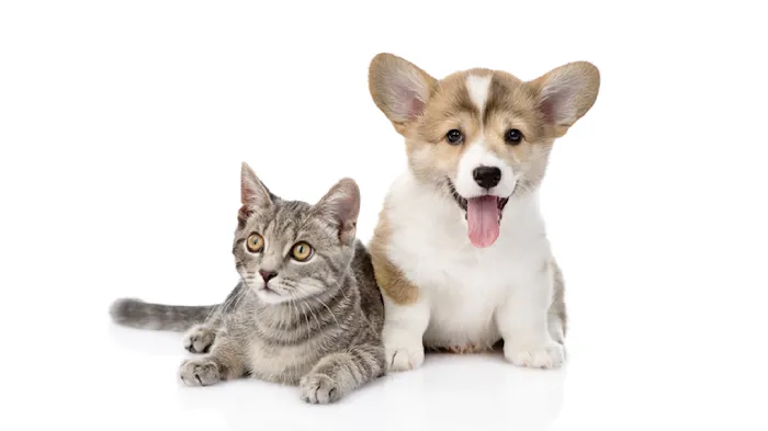 Major Drive Veterinary Clinic Picture 6