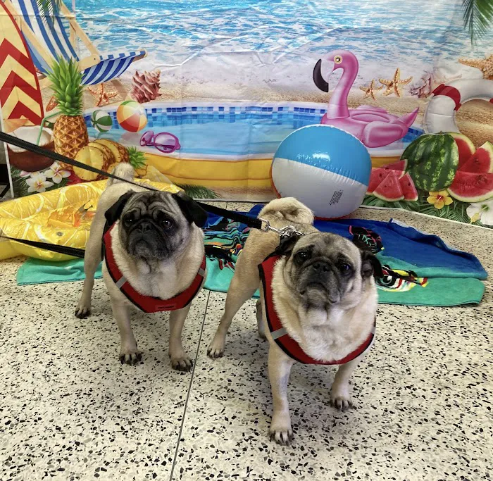 Neighborhood Veterinary Centers - Calder Picture 4