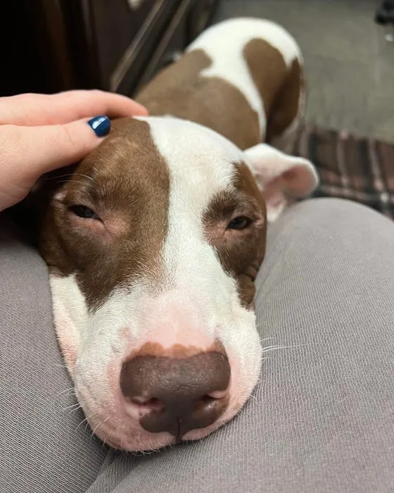 Neighborhood Veterinary Centers - Calder Picture 2