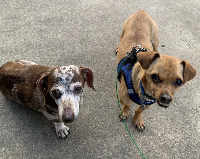 Neighborhood Veterinary Centers - Calder Picture 1