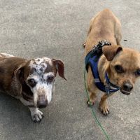 Neighborhood Veterinary Centers - Calder ico