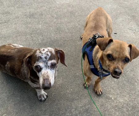 Neighborhood Veterinary Centers - Calder