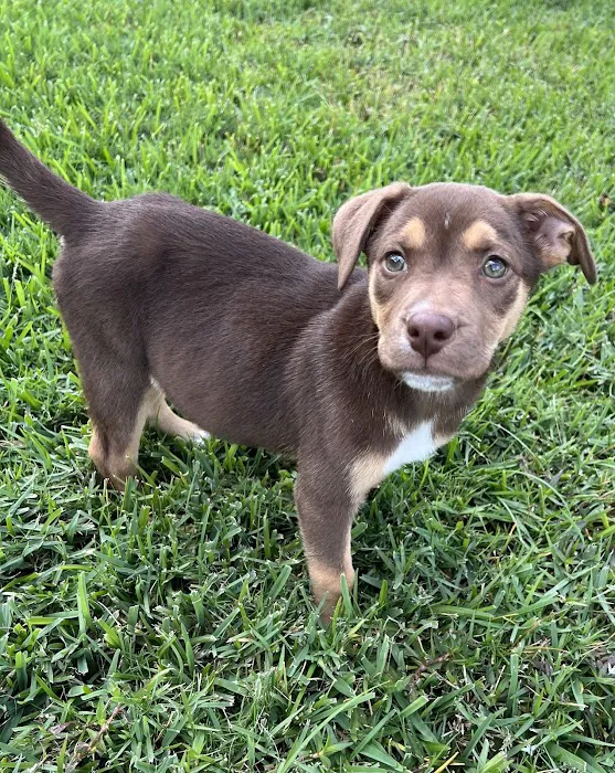 Neighborhood Veterinary Centers - Calder Picture 8