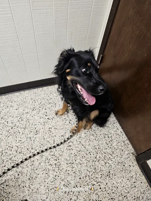 Neighborhood Veterinary Centers - Calder Picture 5