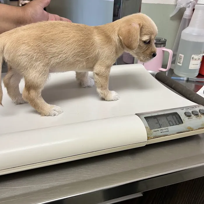 Cottage Animal Hospital Picture 1