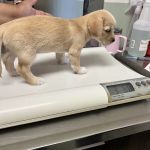 Cottage Animal Hospital