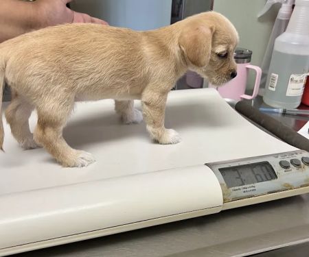 Cottage Animal Hospital