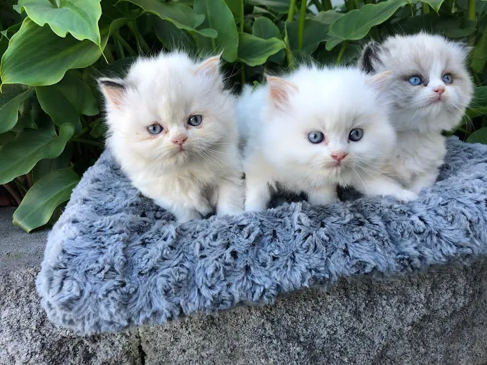 Cottage Animal Hospital Picture 6