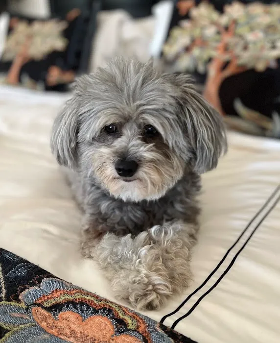 Cottage Animal Hospital Picture 7