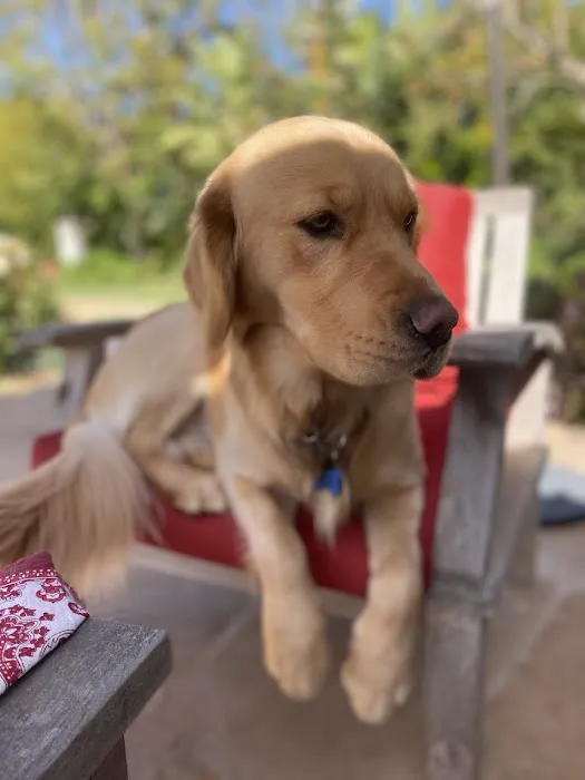 Cottage Animal Hospital Picture 10