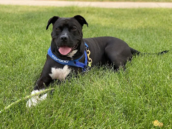 Mercy Crusade Spay, Neuter & Wellness Clinic Picture 4