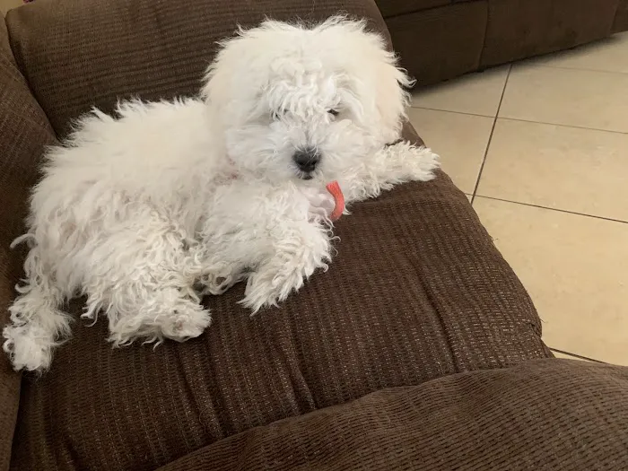 Mercy Crusade Spay, Neuter & Wellness Clinic Picture 1