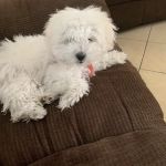 Mercy Crusade Spay, Neuter & Wellness Clinic