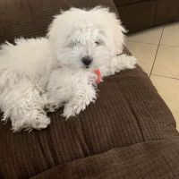 Mercy Crusade Spay, Neuter & Wellness Clinic ico