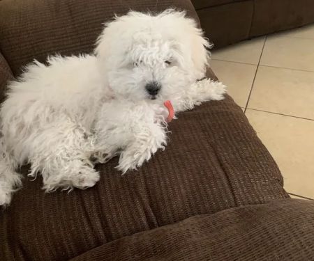 Mercy Crusade Spay, Neuter & Wellness Clinic