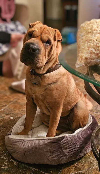 Mercy Crusade Spay, Neuter & Wellness Clinic Picture 2