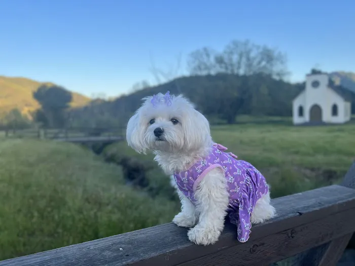 Mercy Crusade Spay, Neuter & Wellness Clinic Picture 6