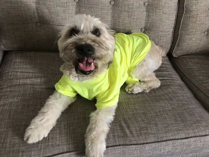 Mercy Crusade Spay, Neuter & Wellness Clinic Picture 8