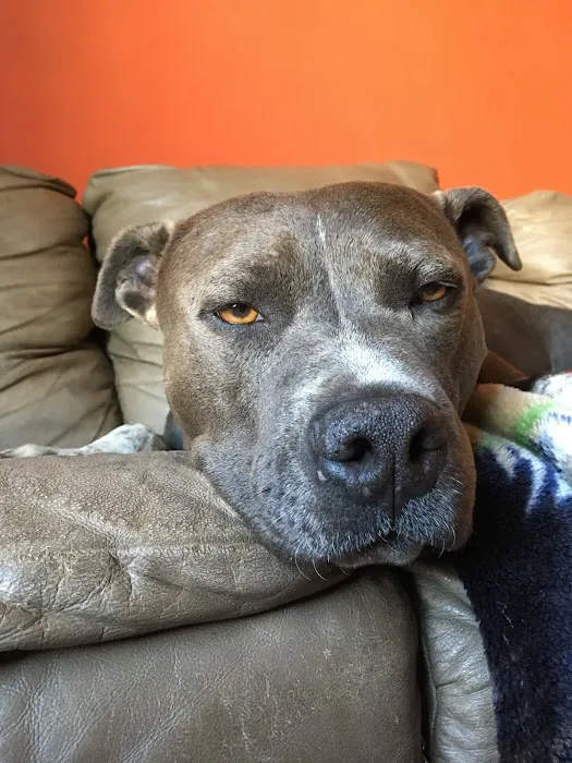 Mercy Crusade Spay, Neuter & Wellness Clinic Picture 9