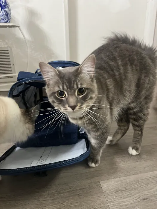 Mercy Crusade Spay, Neuter & Wellness Clinic Picture 5