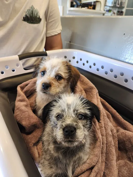 Mercy Crusade Spay, Neuter & Wellness Clinic Picture 7