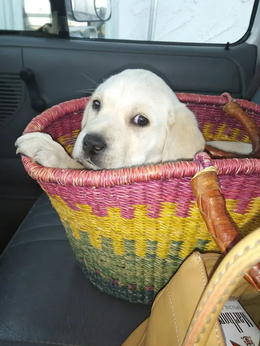 Mercy Crusade Spay, Neuter & Wellness Clinic Picture 10