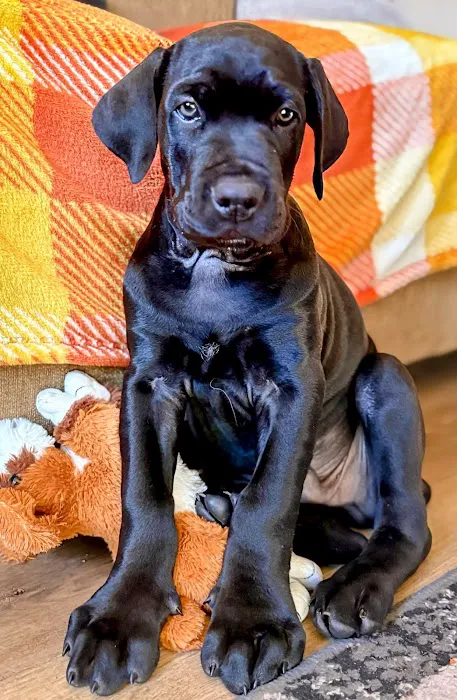 VIP Petcare Vaccination Clinic Picture 2