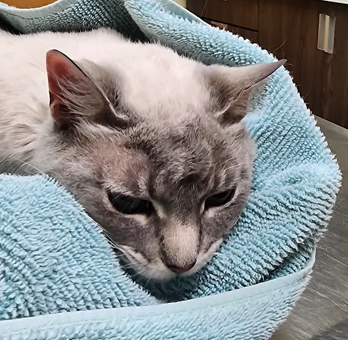 Adobe Animal Hospital Picture 6