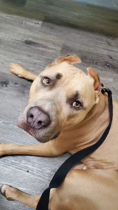 Adobe Animal Hospital Picture 4