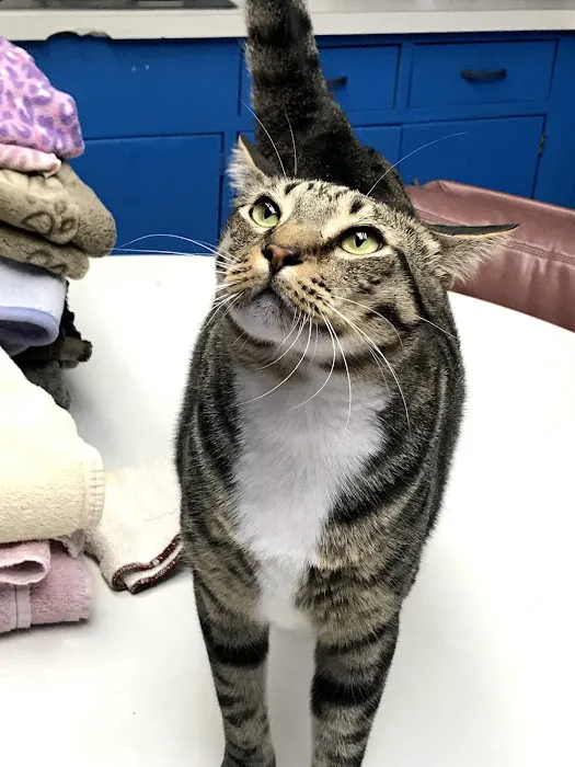 Adobe Animal Hospital Picture 2