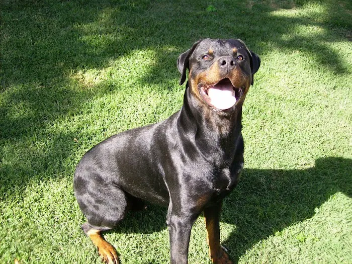 Adobe Animal Hospital Picture 8