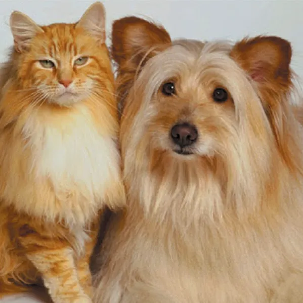 Adobe Animal Hospital Picture 10